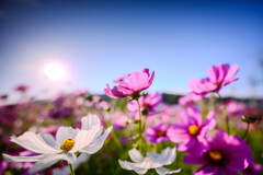 夕暮れコスモス