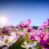 夕暮れコスモス
