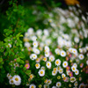 秘密の花園