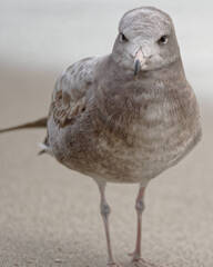 カモメ超高解像