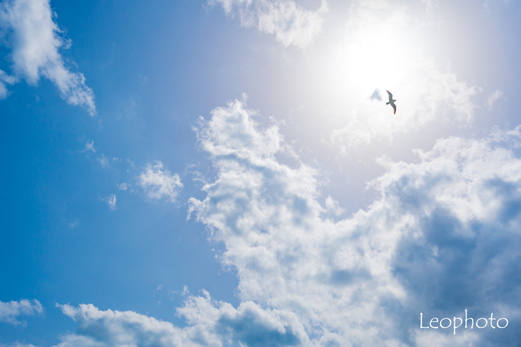 大空へ羽ばたく