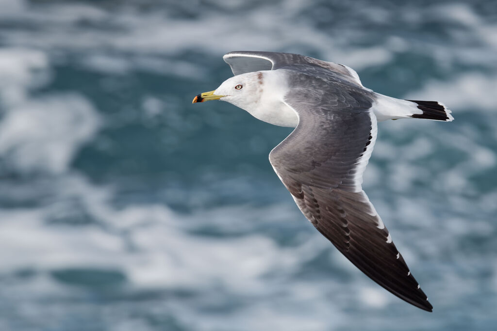 シーガルファイター