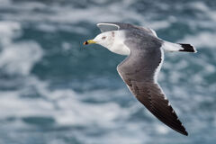 シーガルファイター