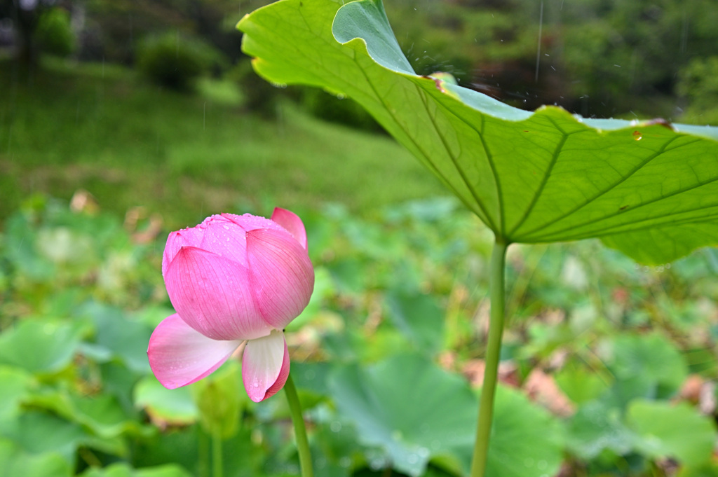 花開くとき
