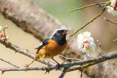 春のとなり