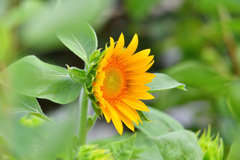夏の花と言えば？