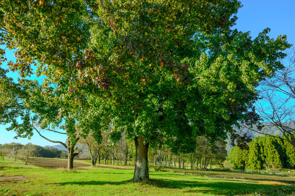 Ever Green