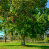 Ever Green