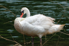 真夏の白鳥