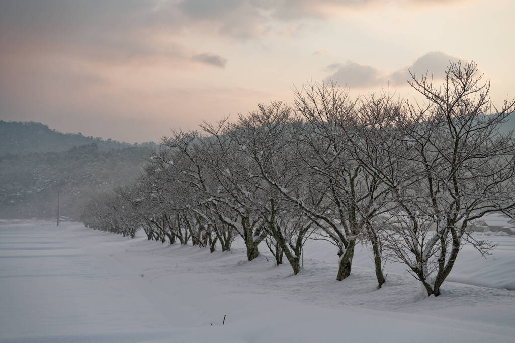 春をまつ桜並木