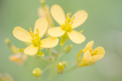彩の花