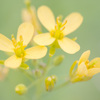 彩の花