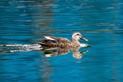 久美浜離れ湖のカモ