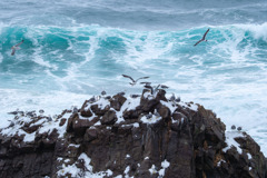 大海へ羽ばたけ