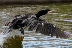 カワウさん