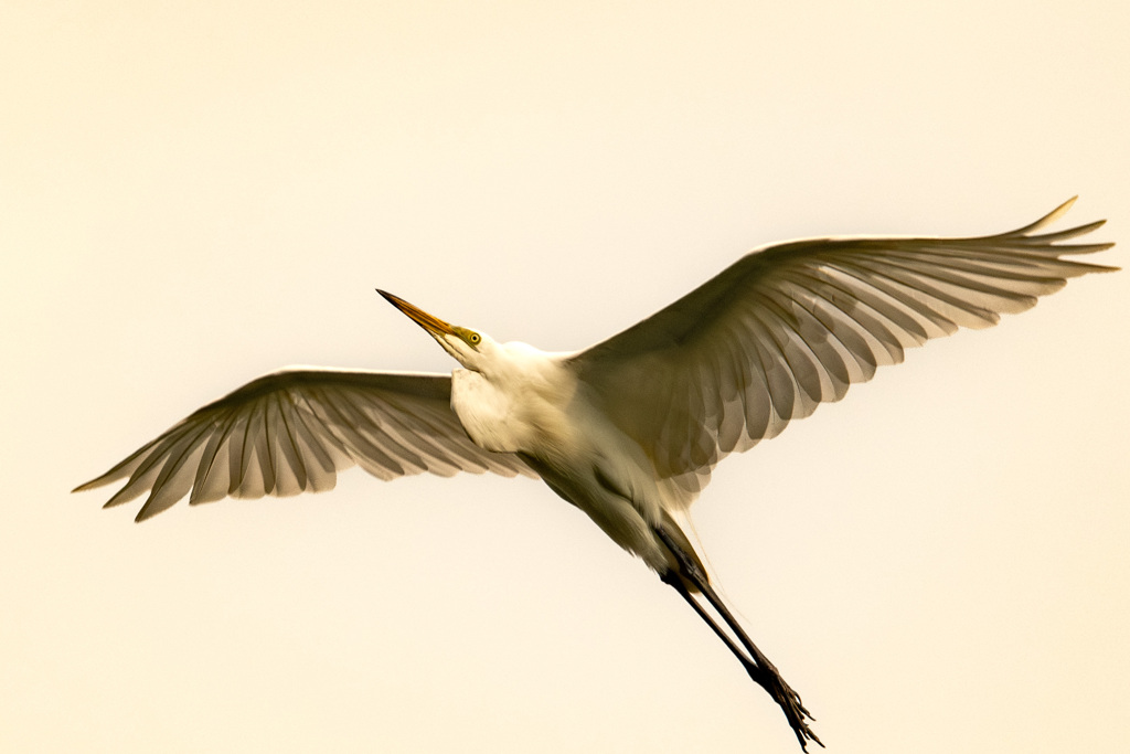 鳥拓