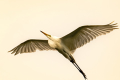 鳥拓