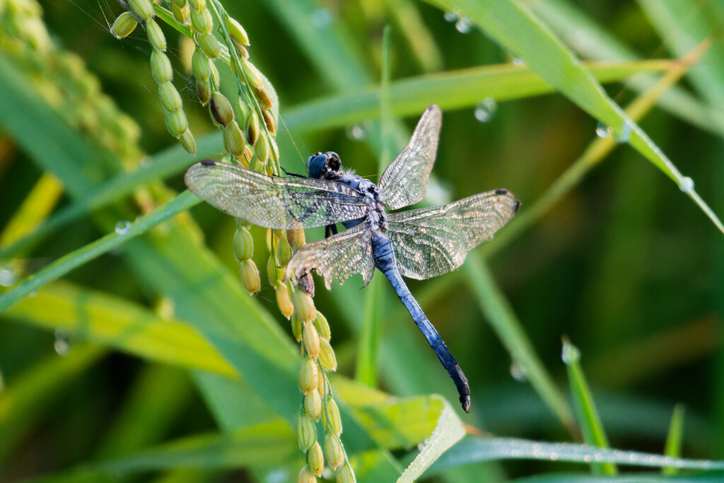 塩辛そうなトンボ
