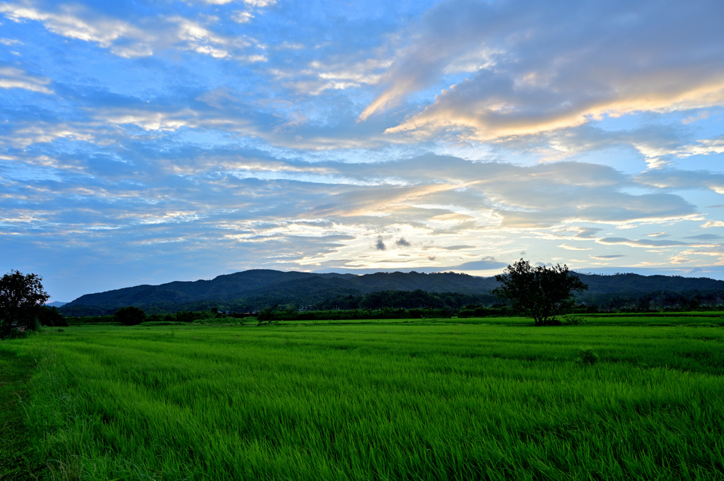 朝風にたなびく草原と雲