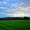 朝風にたなびく草原と雲