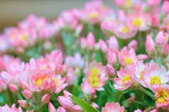 ヘリクリサム -開花-