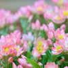 ヘリクリサム -開花-