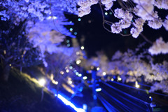 f1.2の世界