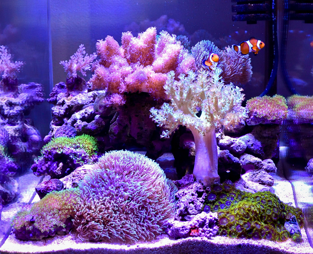 Do you like Aqua?
