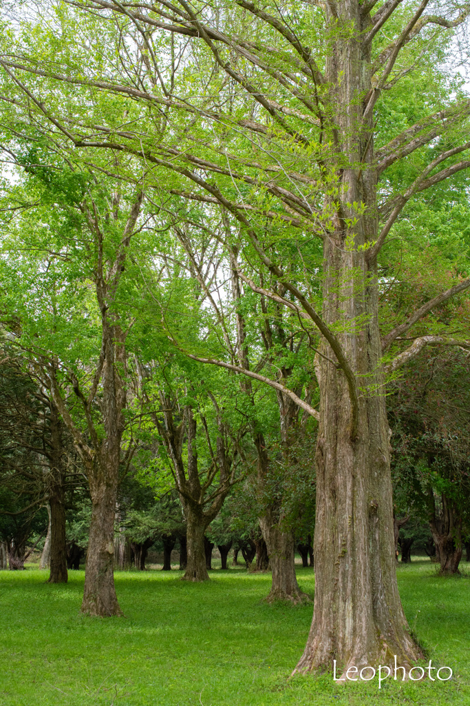 Green forest