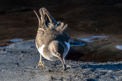 イソシギも冬鳥なのね