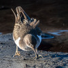 イソシギも冬鳥なのね