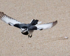 四苦八苦セキレイ