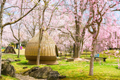 桜花爛漫