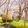 桜花爛漫