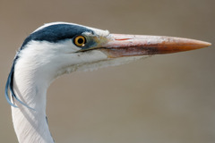 野鳥友の会