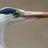野鳥友の会