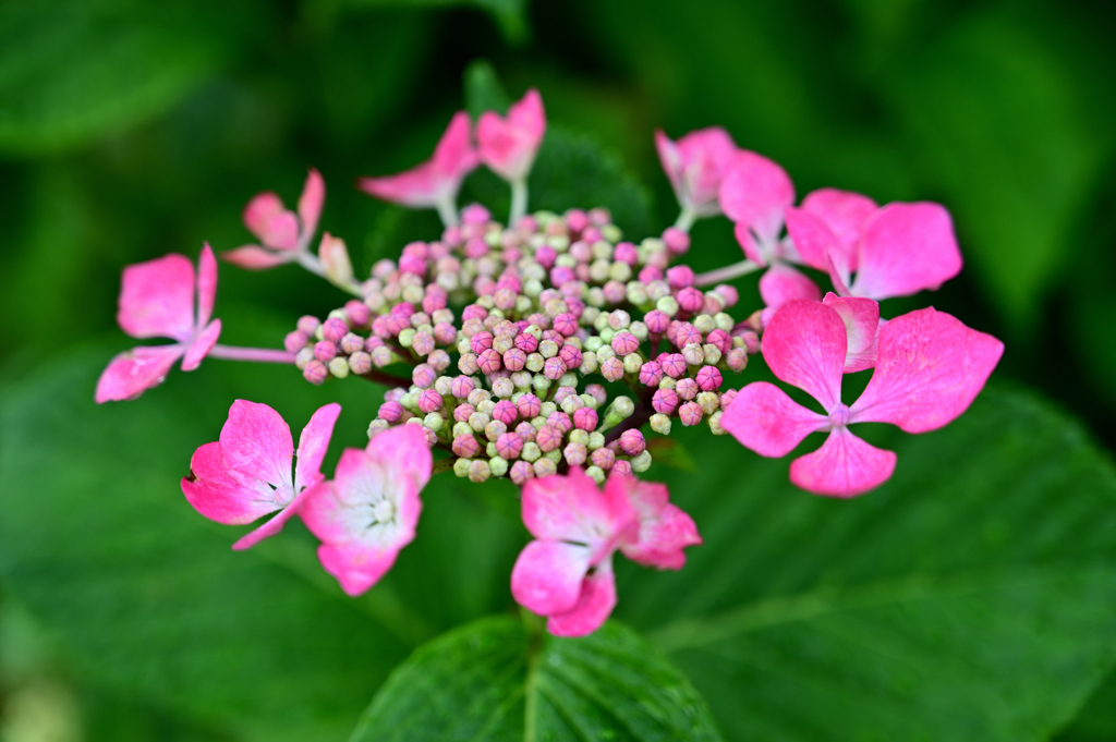 梅雨と額紫陽花