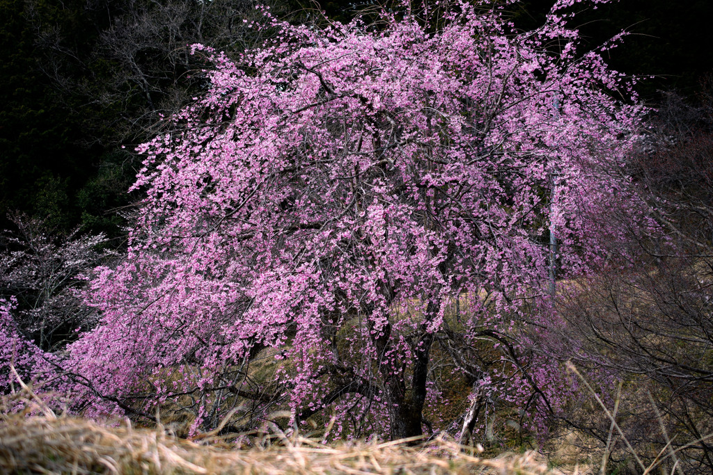 早咲きの山桜