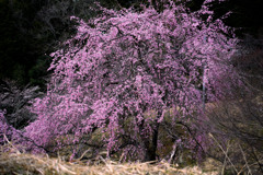 早咲きの山桜