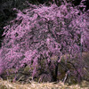 早咲きの山桜