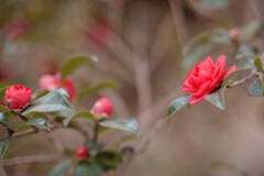 うつろいゆく中で