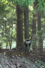 森の住人