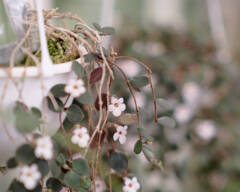 午後のひととき