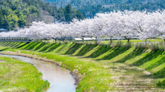 河川敷の桜並木