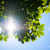 Shining leaf.