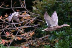 野鳥の季節