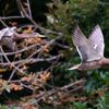 野鳥の季節