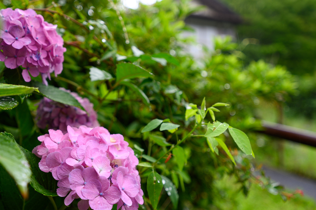 梅雨に彩りをありがとう