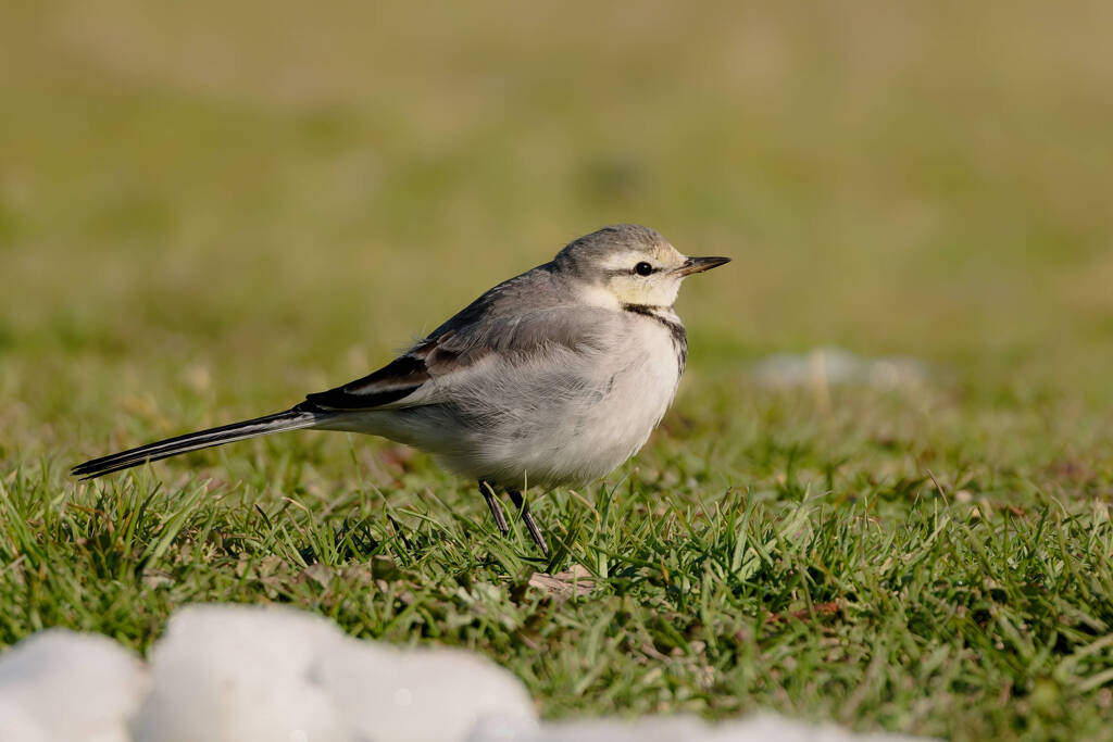 ふっくら冬支度