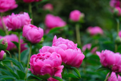 芍薬